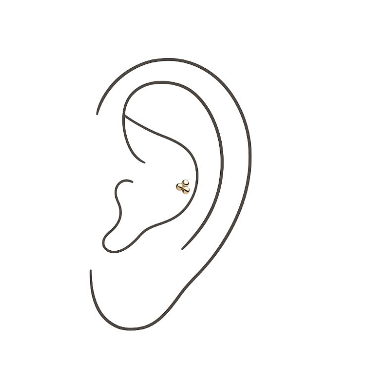 Conch (Jewelry Included)