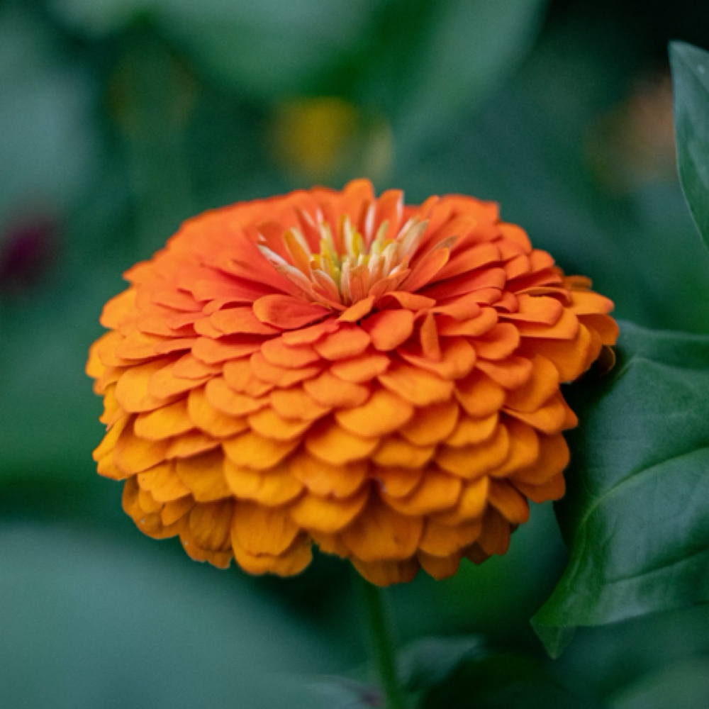 Military & First Responder - 90 Min at Wildflower Massage Therapy in Lexington, KY