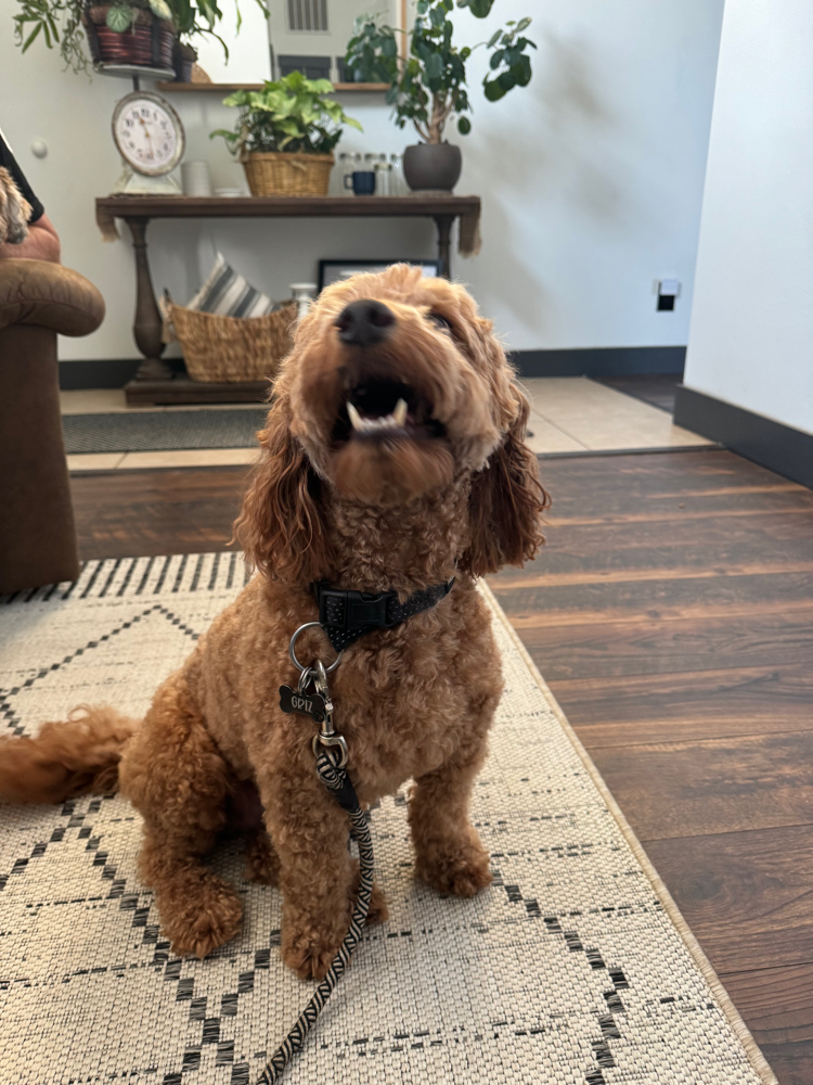 Medium Dog Groom(25-45 Pounds)