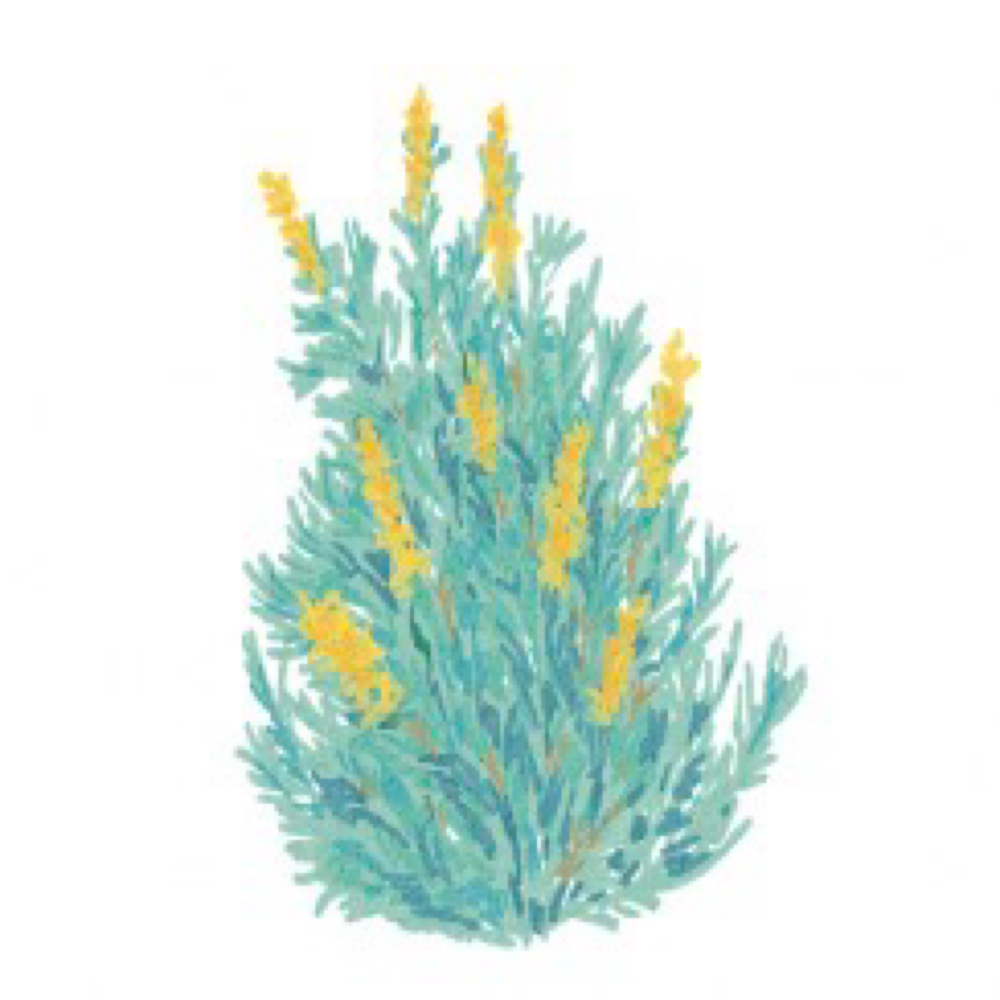 Brazilian Wax at Saddle Up Waxing in Burley, ID