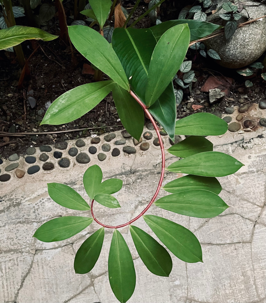 Maya Abdominal Massage