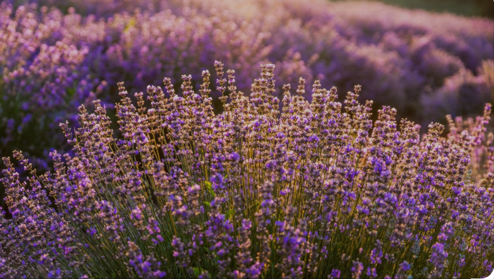 Lavender Relaxation Massage