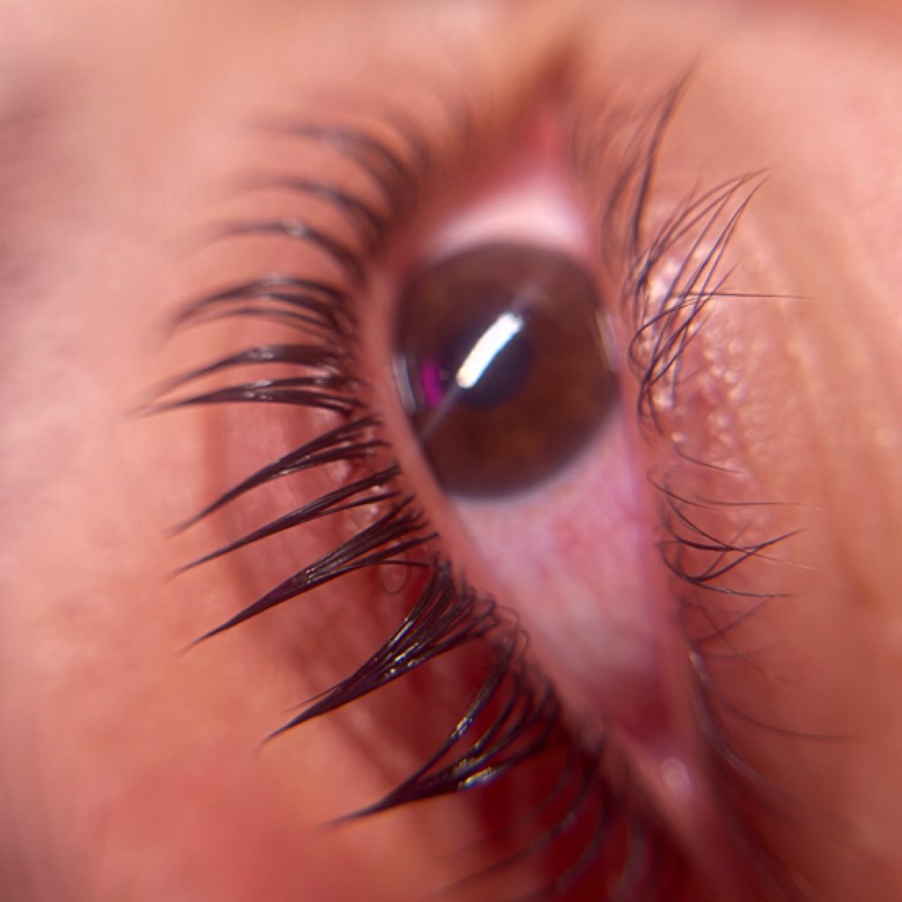 Korean Lash Lift + Tint at Rose Beauty Bar | LLC in Lewisville, TX