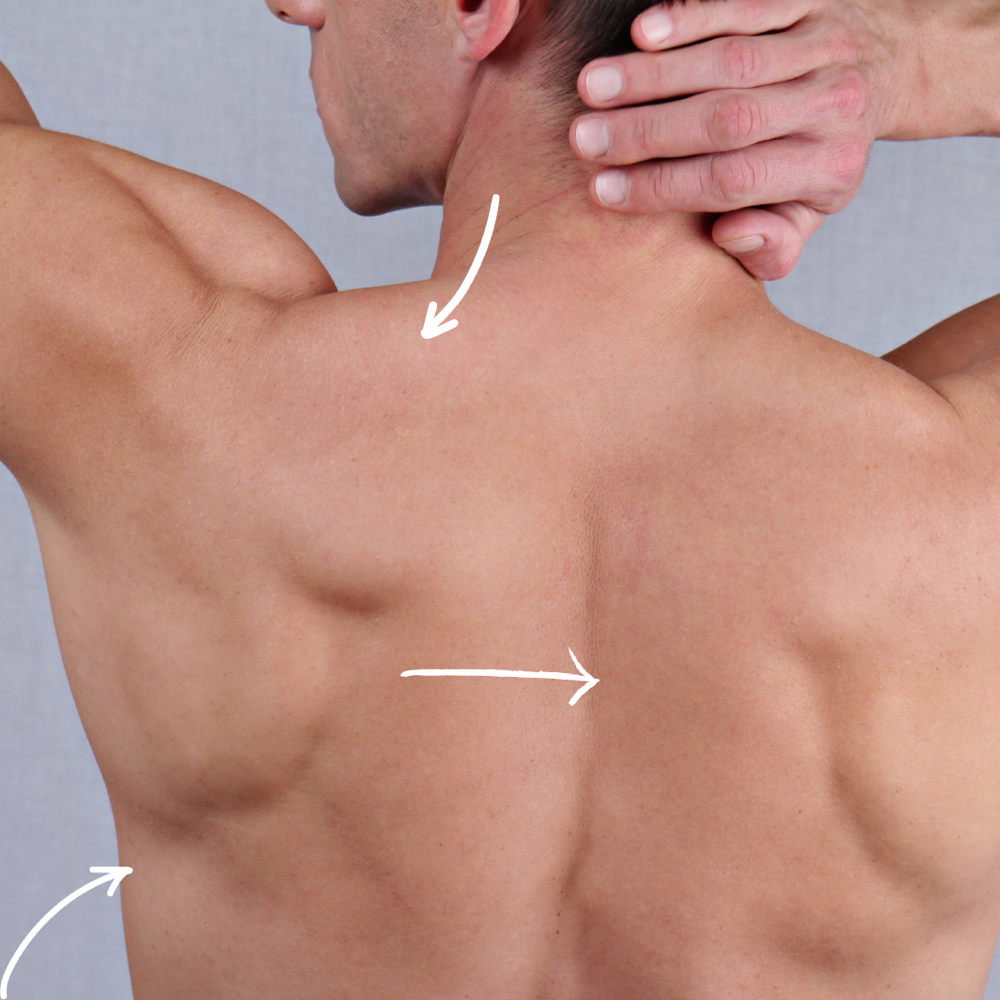 Back/Shoulder/Sides Of Torso