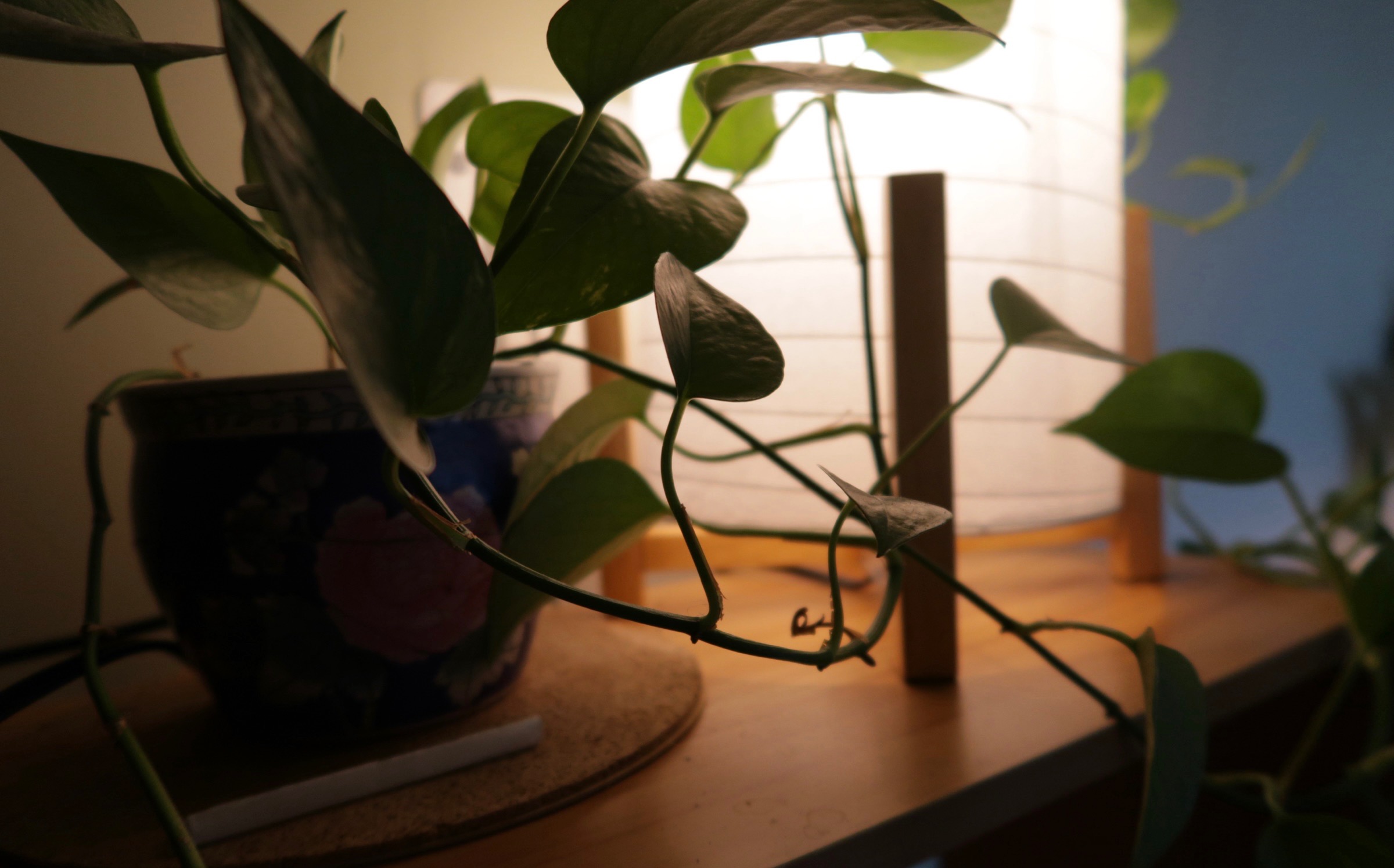 Holistic Scalp Facial at Soul Roots Salon in Erie, PA