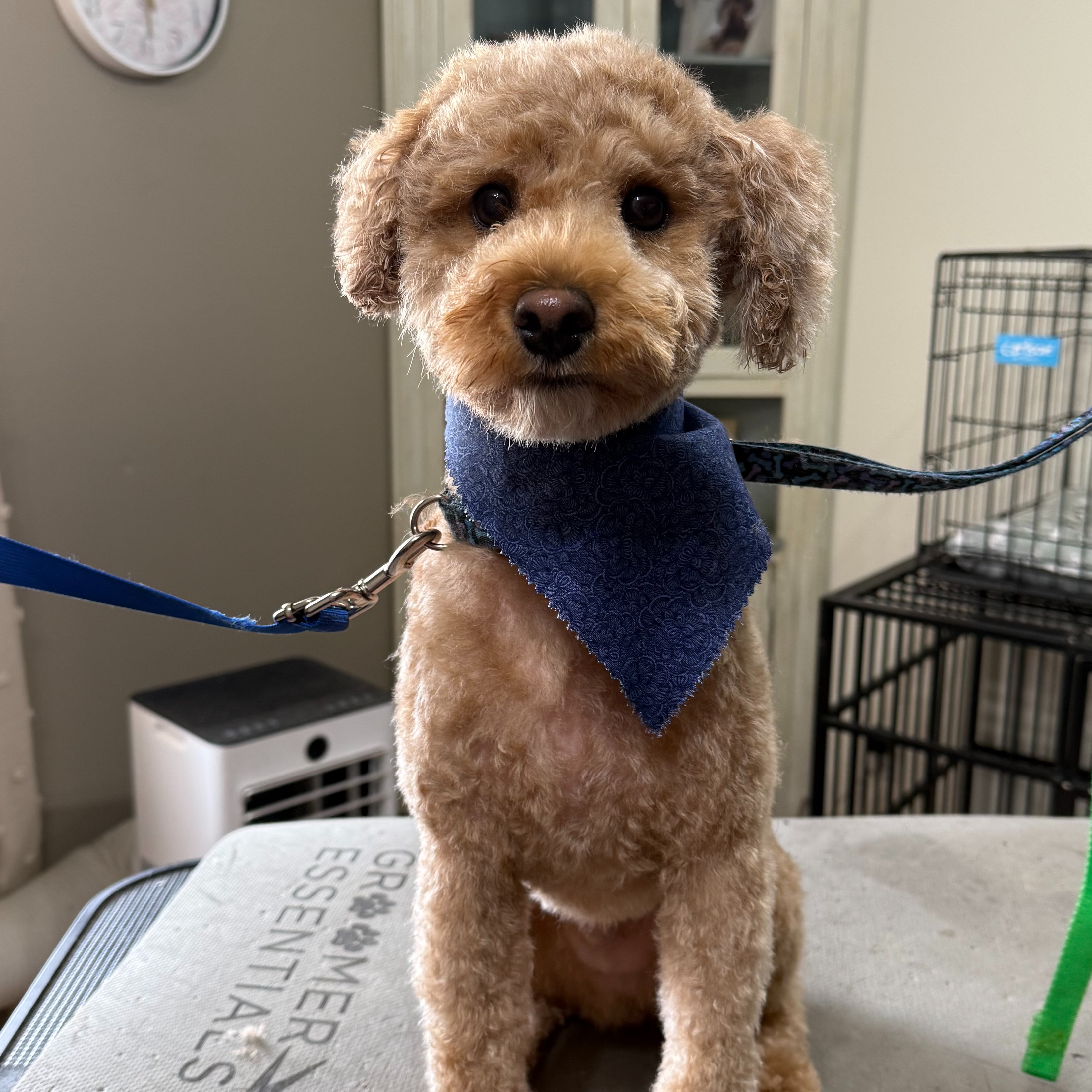 Toy Doodle/ Poodle at Simply Pampered in Attica, IN