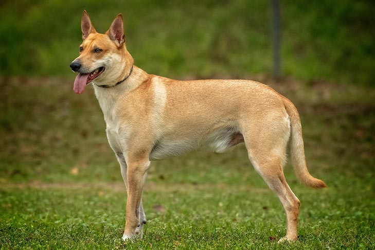 Carolina Dog - Bath & Fluff