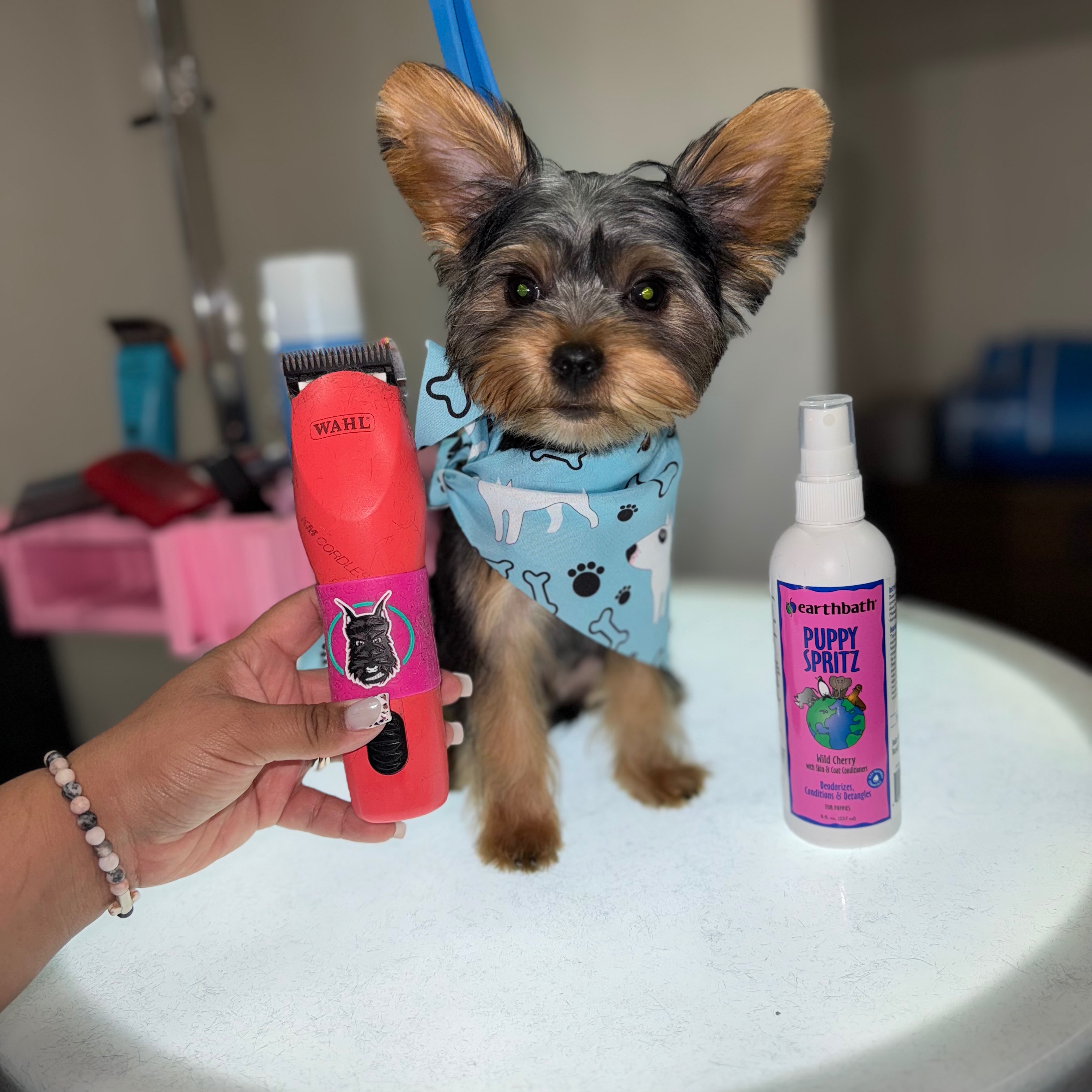 Luxury pet grooming at Holypawzgrooming in Highland, CA