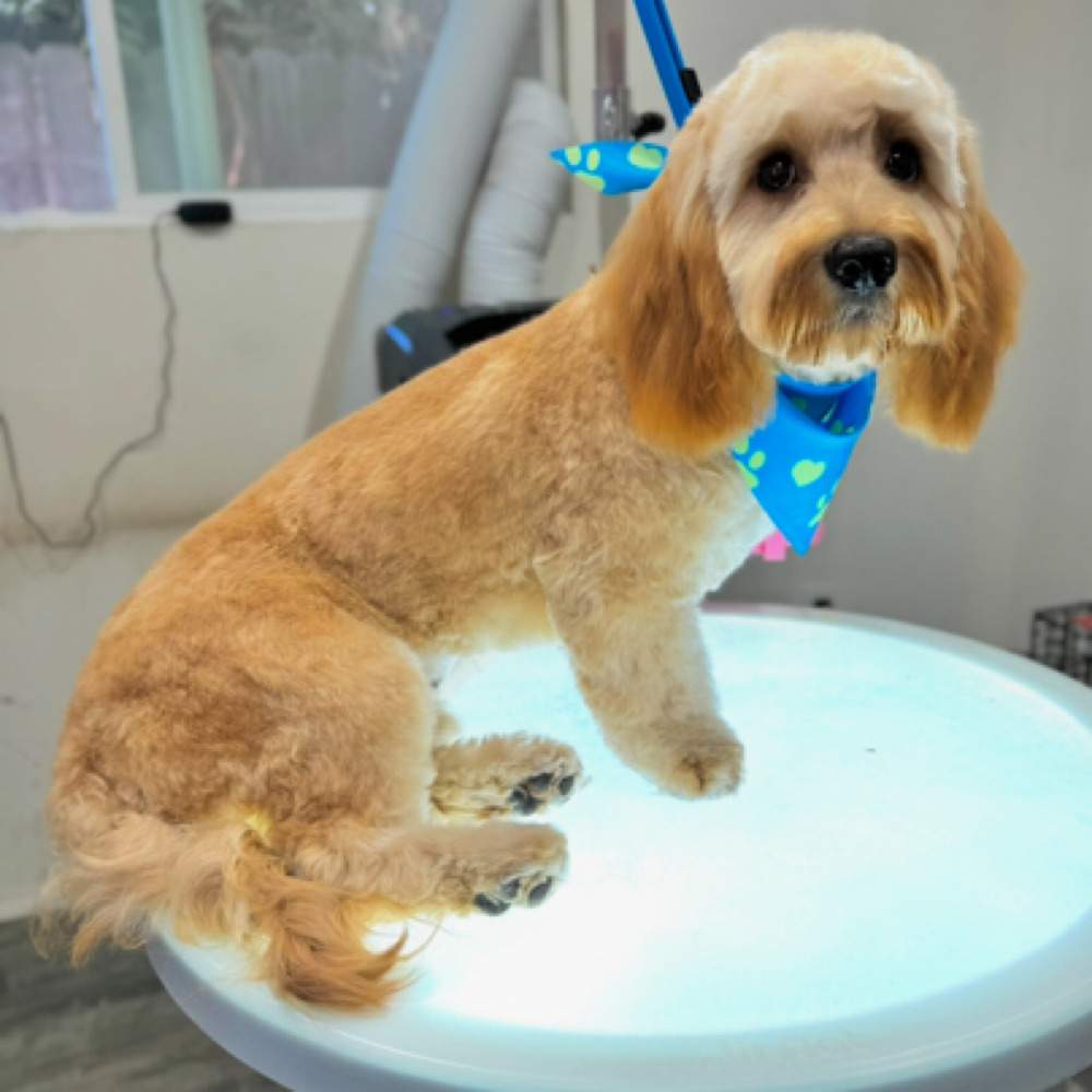 Bath & Full Haircut Dog at Holypawzgrooming in Highland, CA
