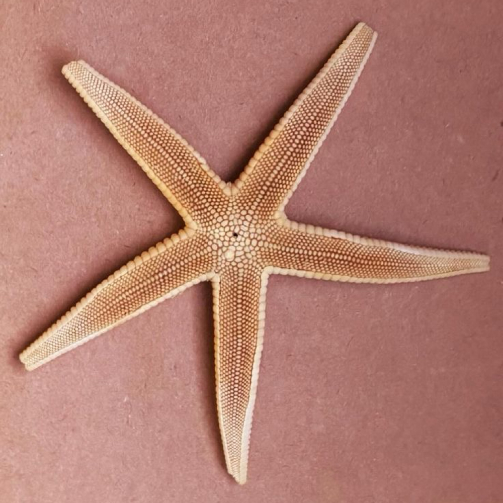 Full Highlight & Lowlight at Mane Evolution Hair in South Pasadena, FL