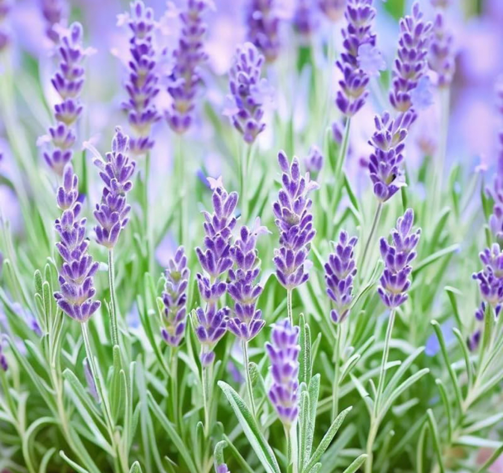 Lavender-infused Spa Pedicure