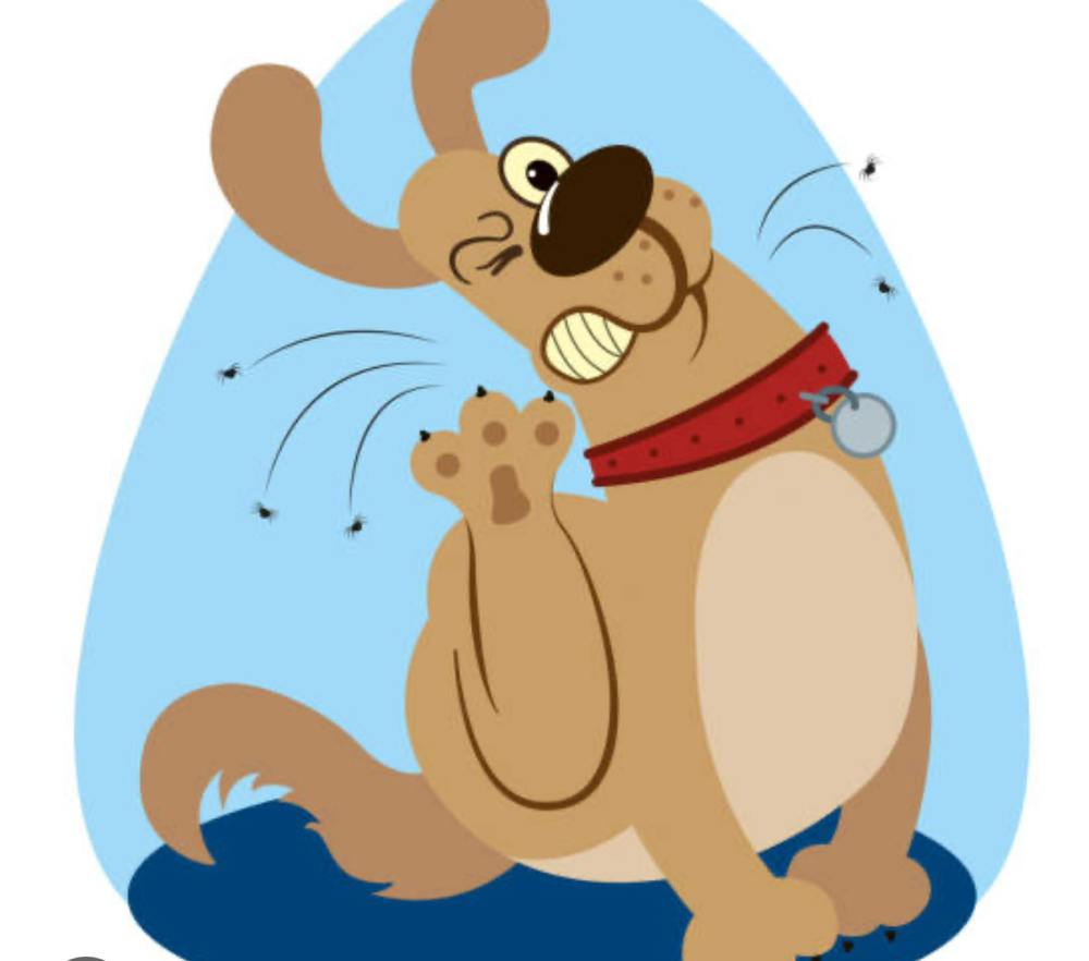 Flea And Tick Prevention
