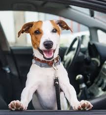Pick Up And Drop Off