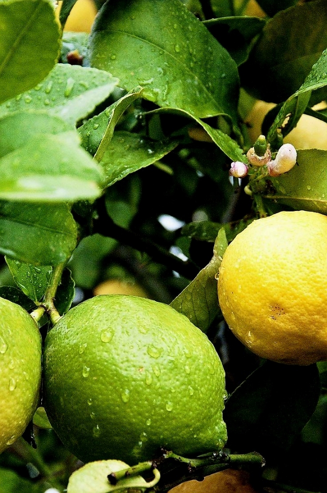 Lemon Splash
