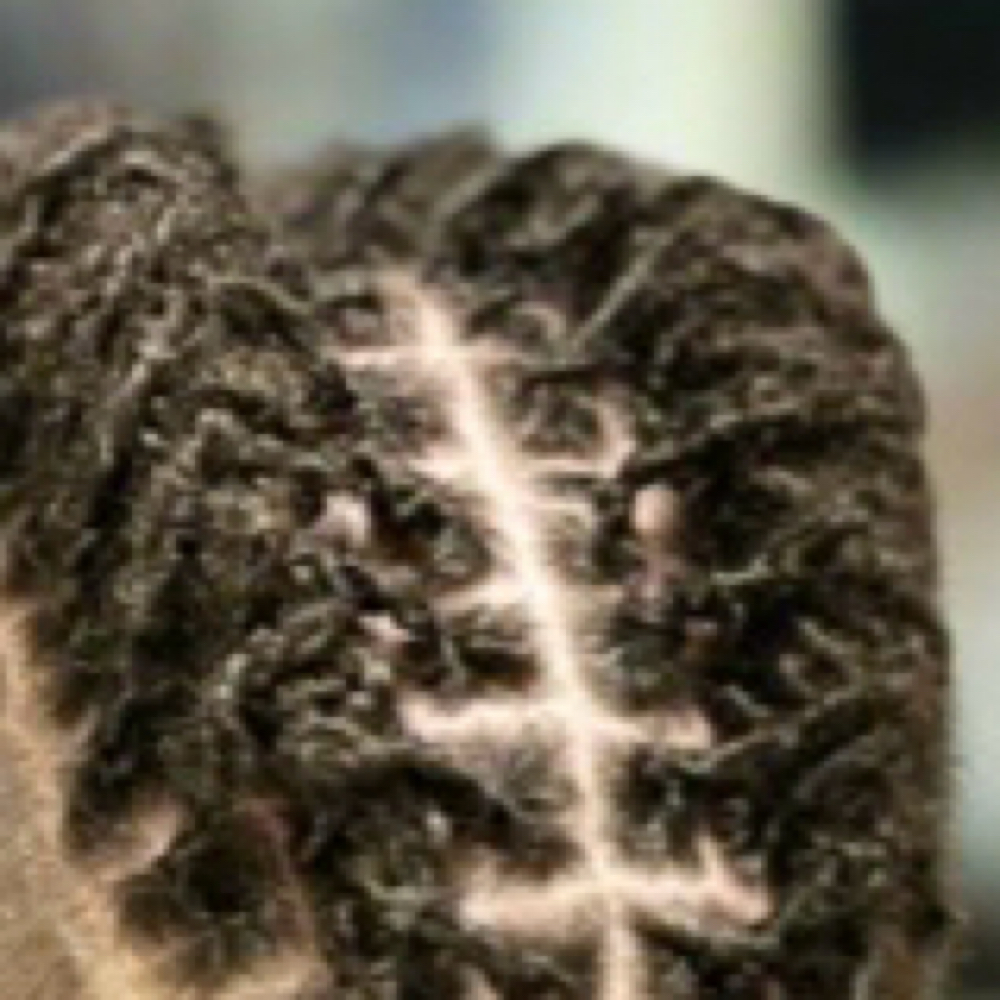Locs - Re-Twist and Style at Global Salon in Dayton, OH