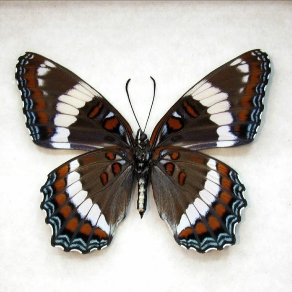 Limenitis arthemis- White Admiral at Spectrum Ink Tattoo Studio in Mount Vernon, WA