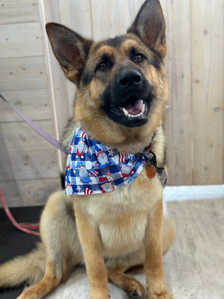 XL Pup Bath & Blowdry
