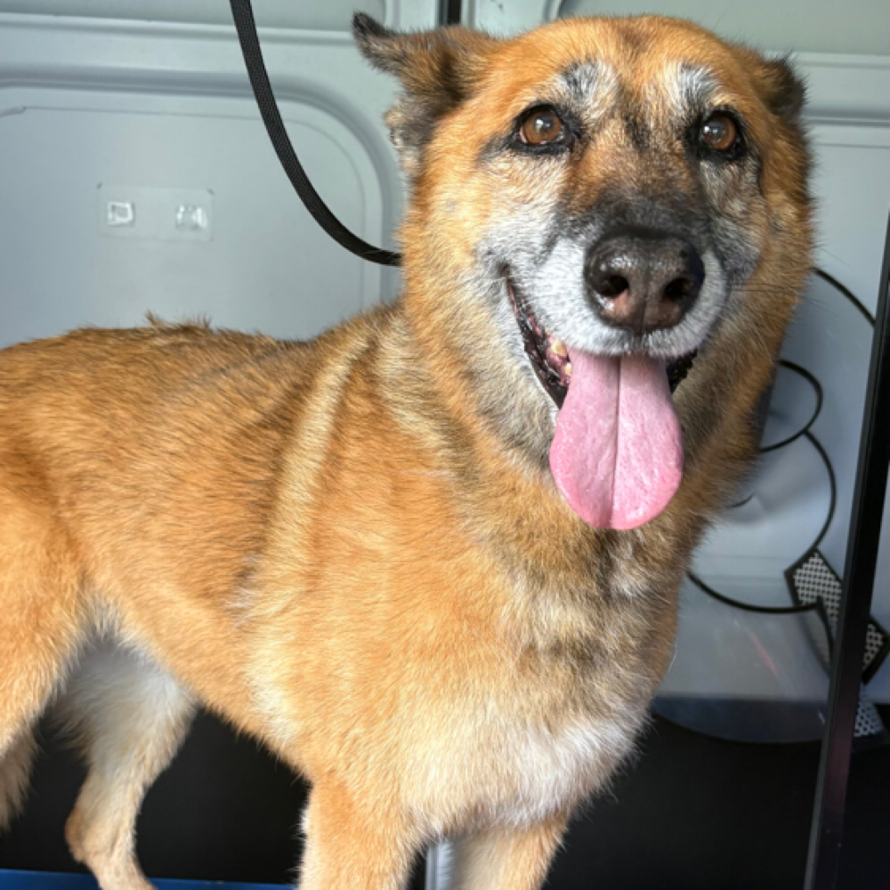 Standar LA County at AN Mobile Dog Grooming