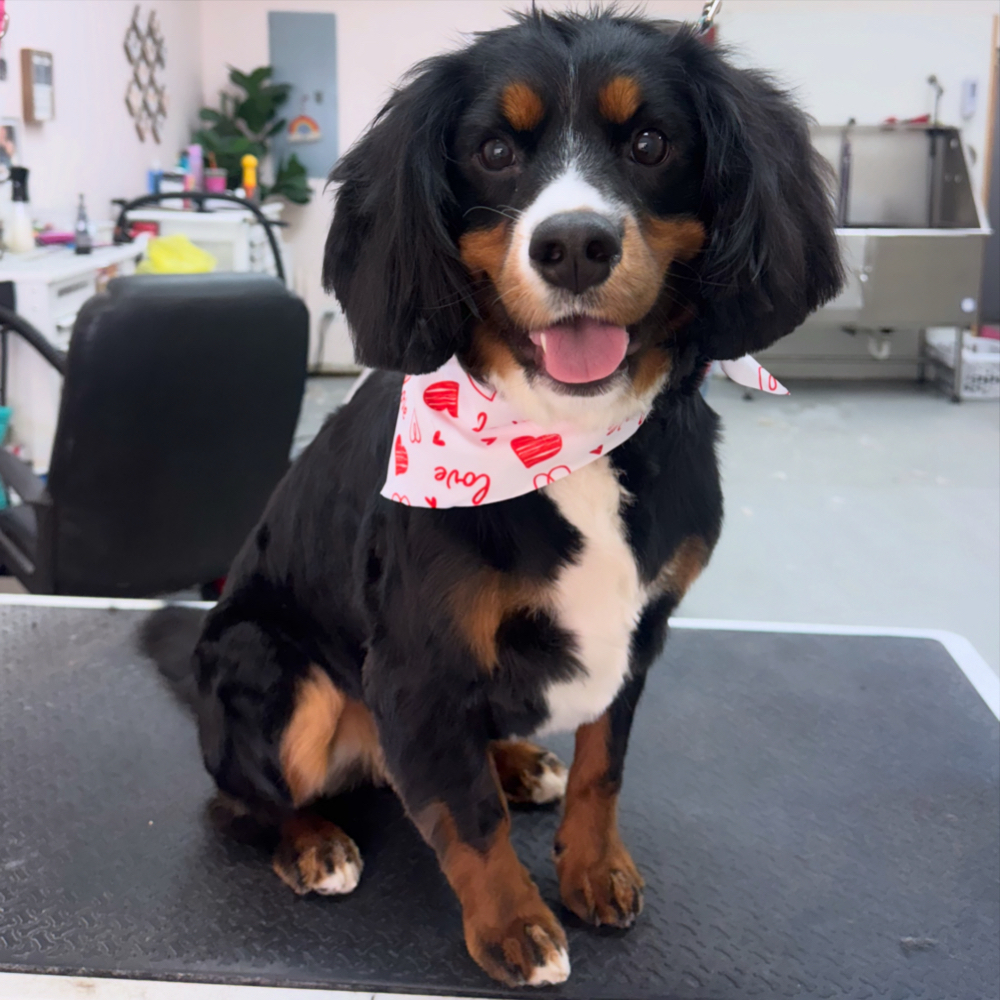 Full Groom Medium (25-40lbs)