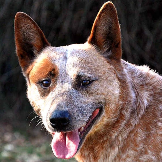 Australian Cattle Dog BBN at The Groom Room in Hope Mills, NC
