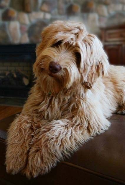 Labradoodle - Bath & Fluff