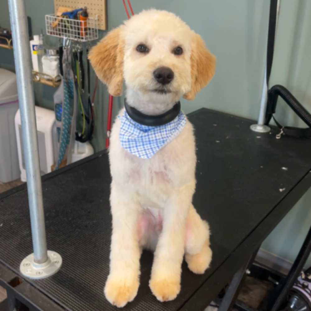 Full Haircut at Crazy Daisy Dog Grooming in Lake Odessa, MI