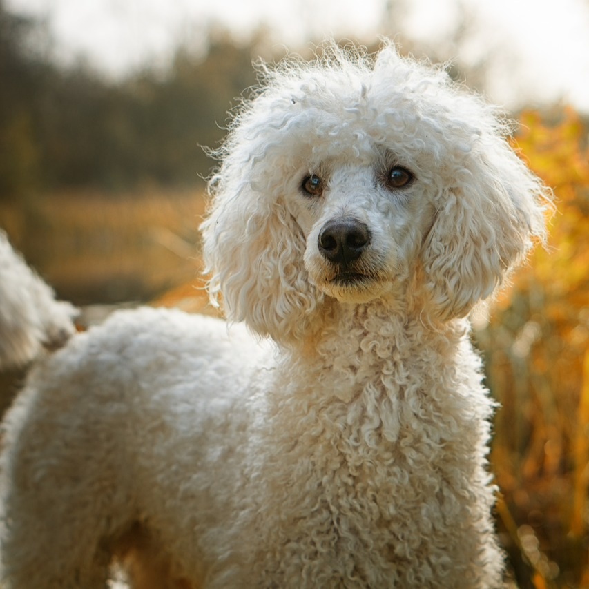 Large Doodles/Poodles (45-85lbs) at Pitzers Paws Grooming in live oak, FL