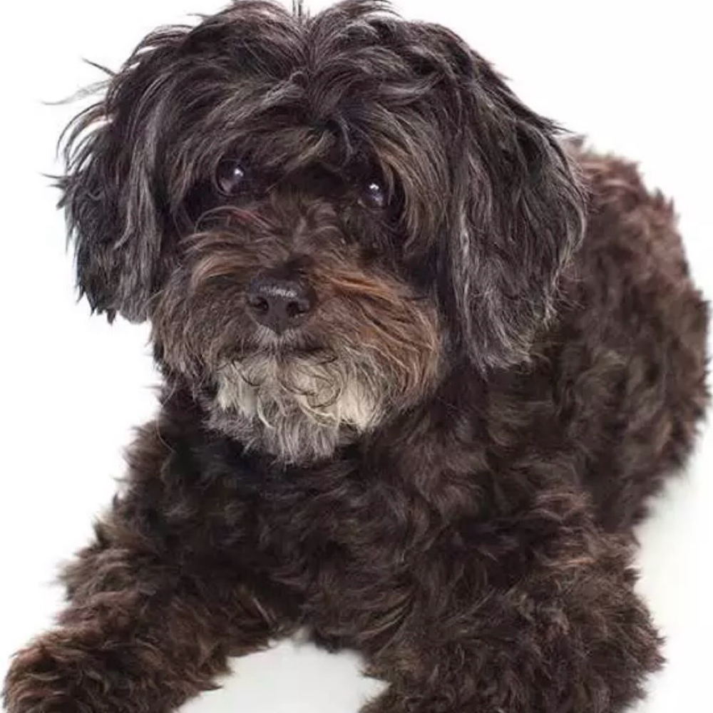 Full Groom S at Saltypaw Dog Grooming in Kalama, WA