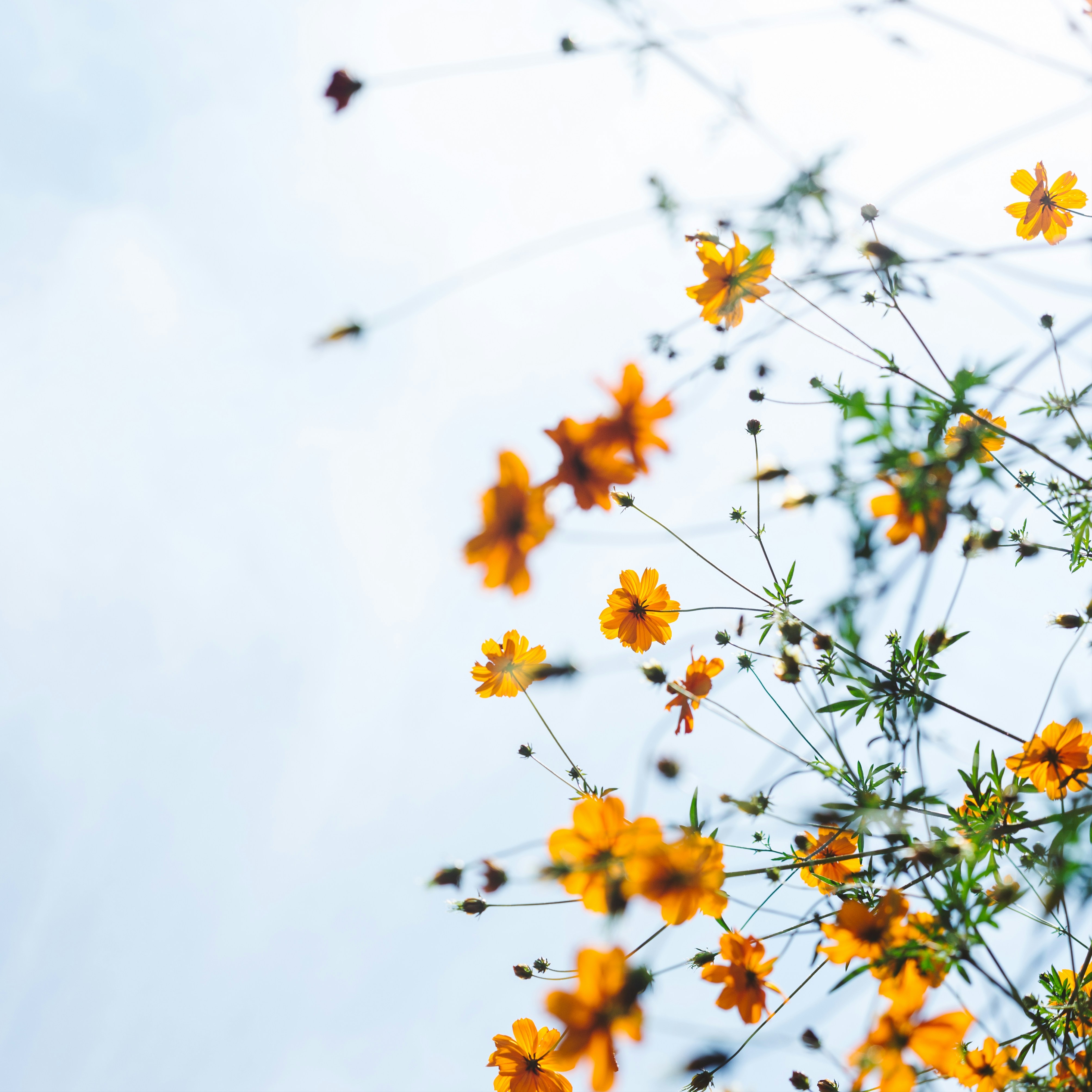 Prenatal Massage at Blue Wellness Studio, LLC in Pacific City, OR