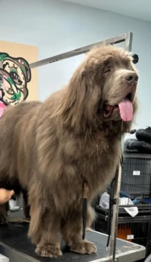 Bath & Fur Cut For XLarge Dog 81-Up