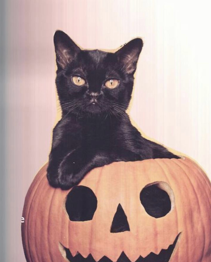 PUMPKIN PROBIOTIC PEEL