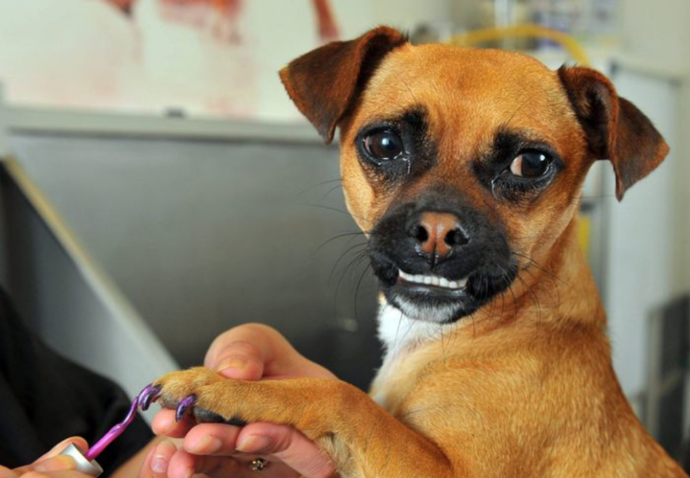 Fancy Pup Nail Painting