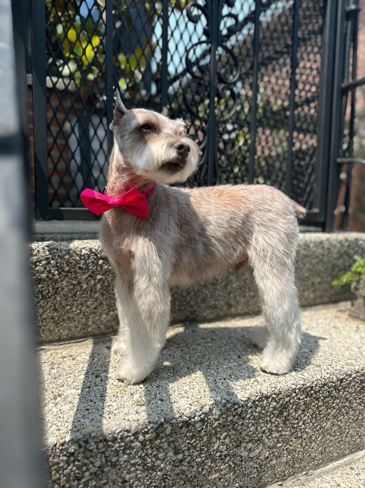Full Lux Groom