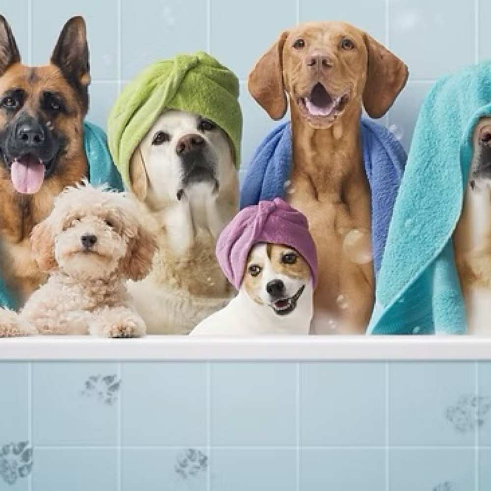 Double Condtioner ( Extra Dry Dogs at Holypawzgrooming in Highland, CA