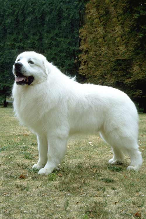 Great Pyrenees - Touch Up