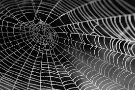Spiderweb Hair Elixir Treatment