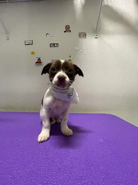 Puppy Spa Day