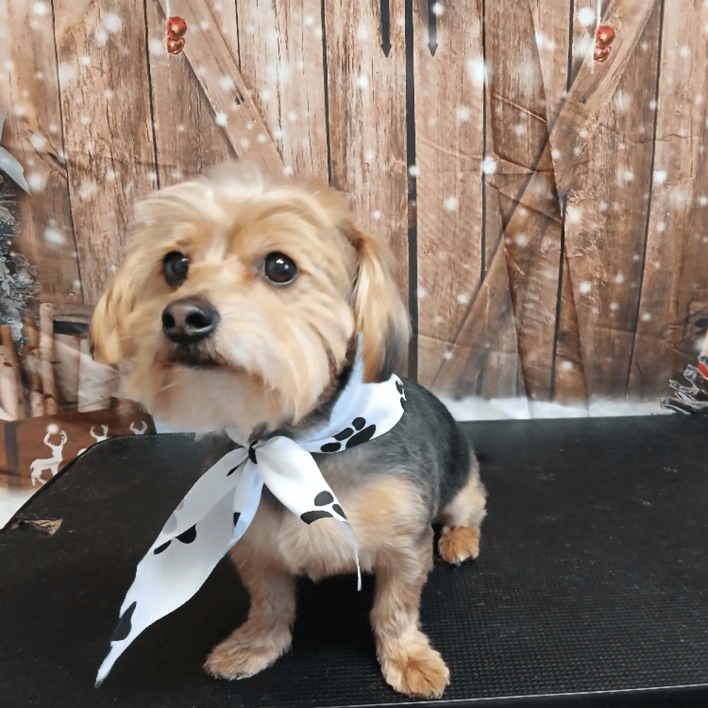 Glamour Grooming Small Pups at Glamour Grooming And Boarding in Memphis, TN