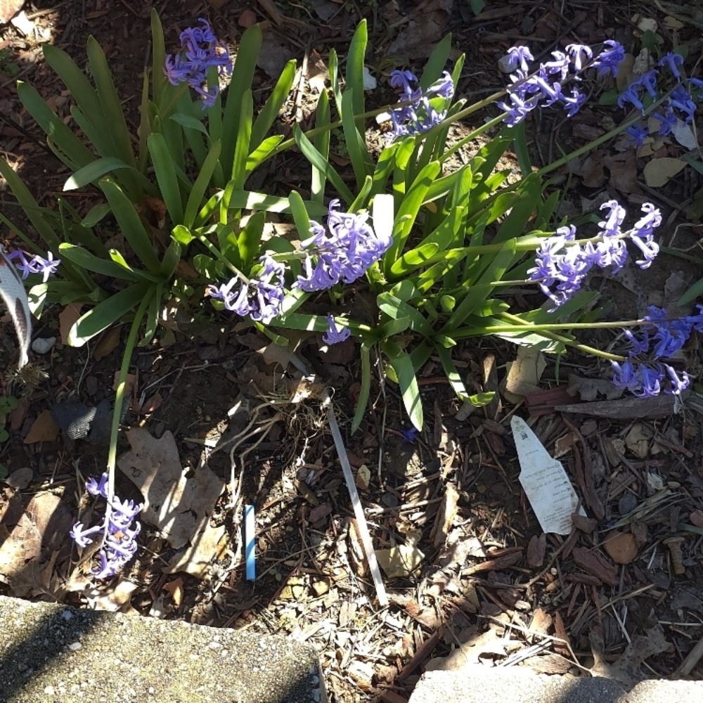 Spring Renewal Facial at Revive Skin and Soul, LLC in Danville, KY