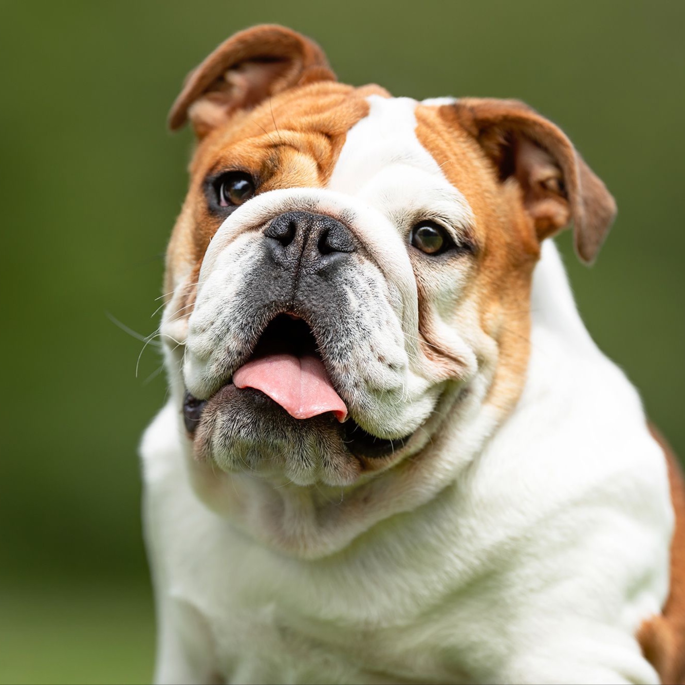 English Bulldog BBN at The Groom Room in Hope Mills, NC