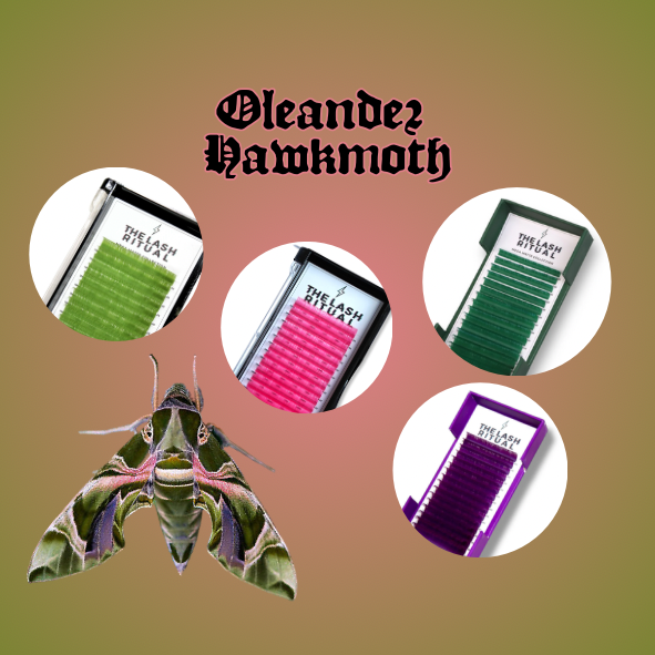 Oleander hawk-moth Lash Flash