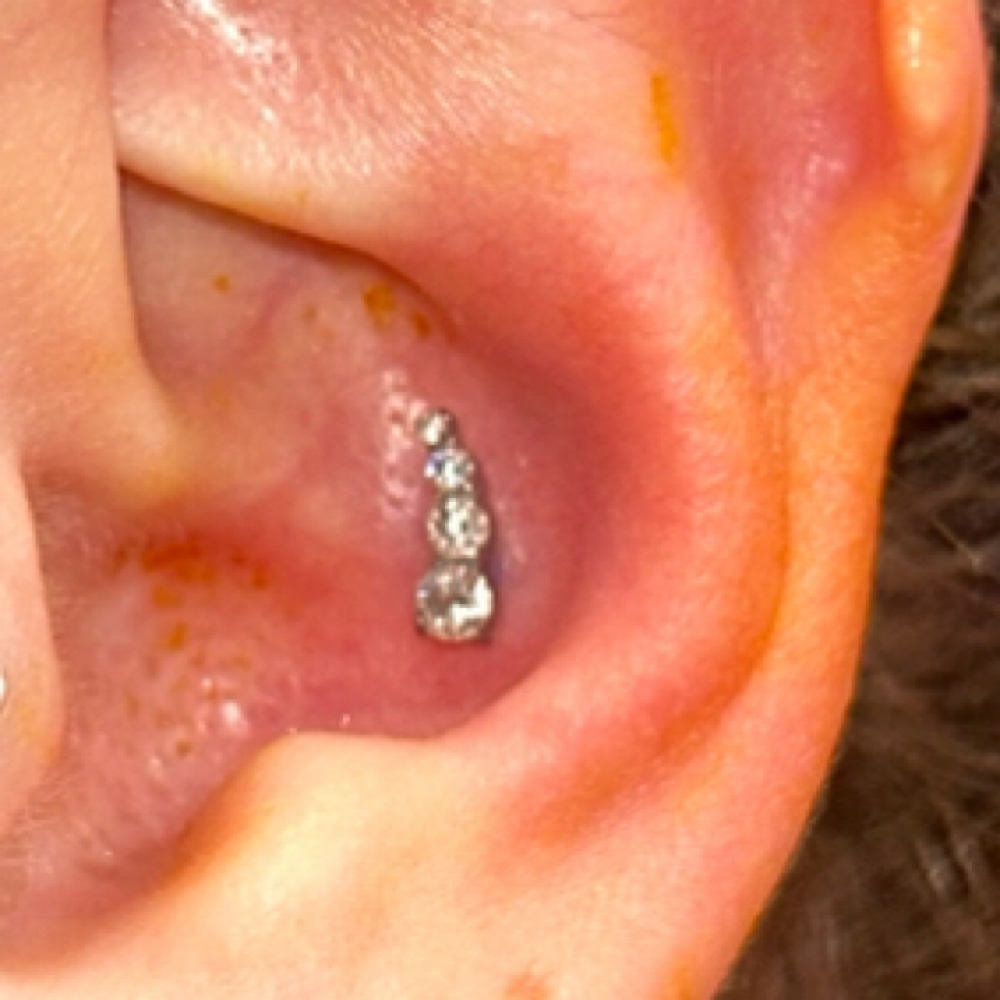 Conch 12+ at Wildflower Piercing Company in Alturas, CA