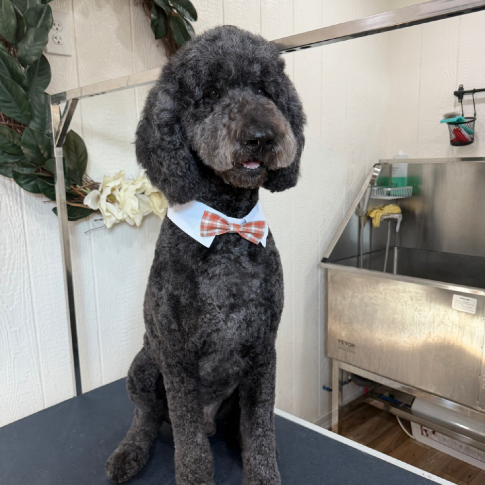 Large/ XL DOODLE Full Groom at Wagnolia Grooming Studio in Weslaco, TX