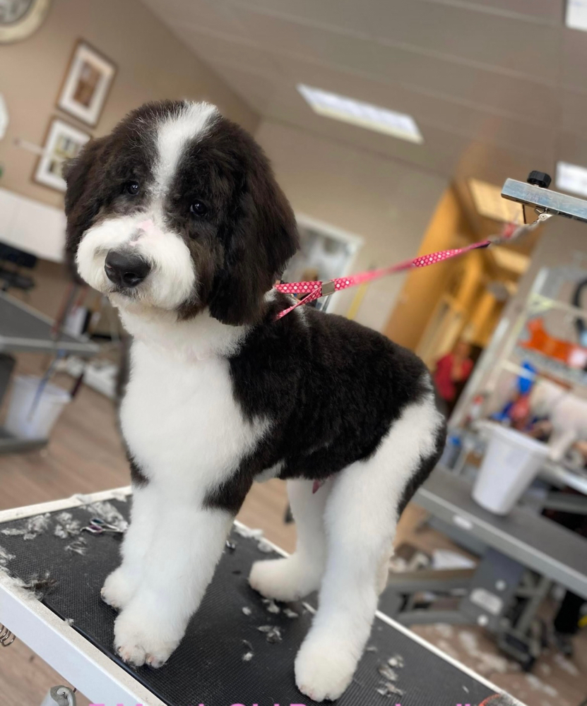 Full Haircut {35-60lbs}