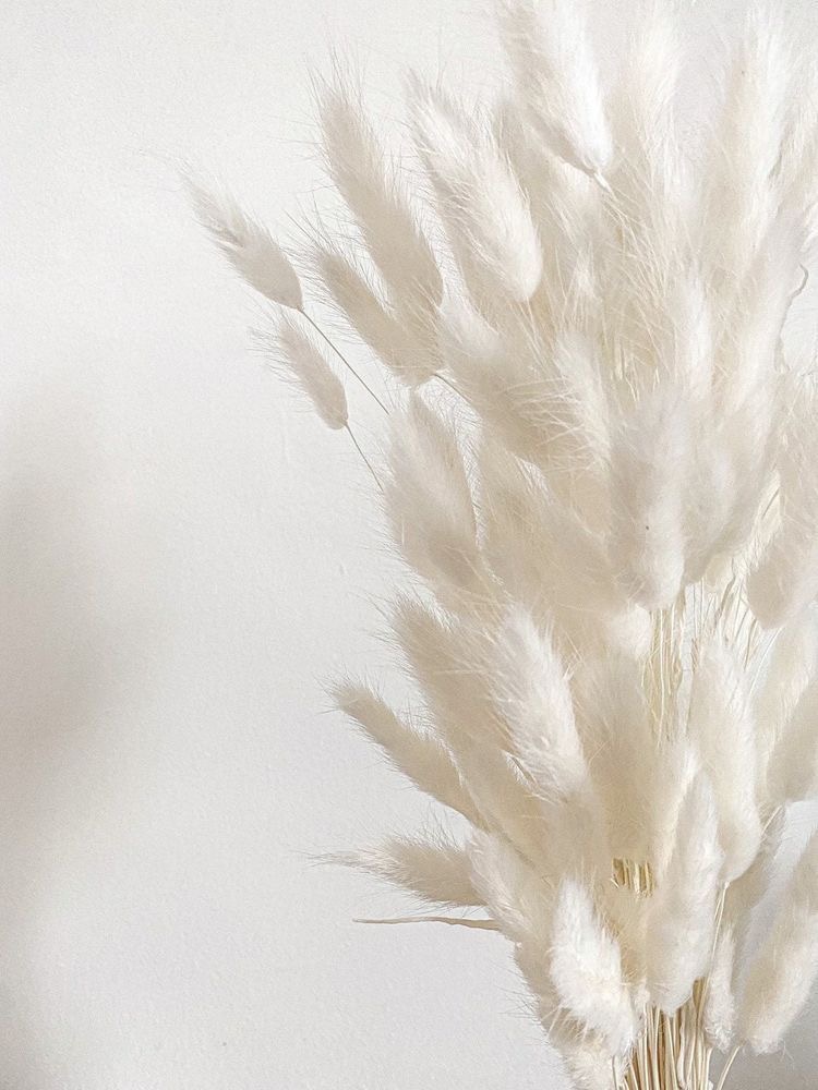 𝐋𝐀𝐒𝐇 𝐑𝐄𝐌𝐎𝐕𝐀𝐋