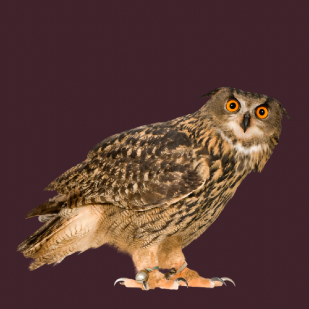 The Night Owl at Love Your Face Skincare Services in Peoria, AZ