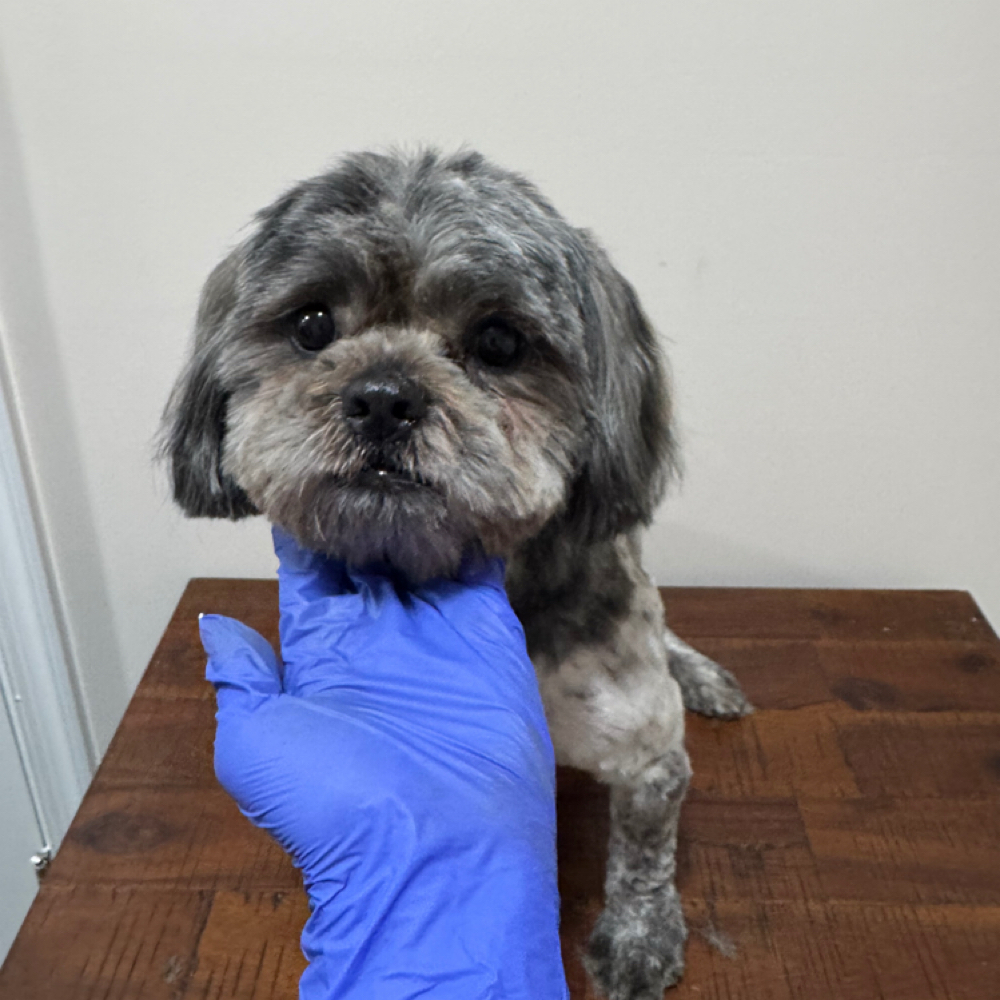 Small Breed Bath & Full Haircut at Pawtique grooming in Glenn Dale, MD