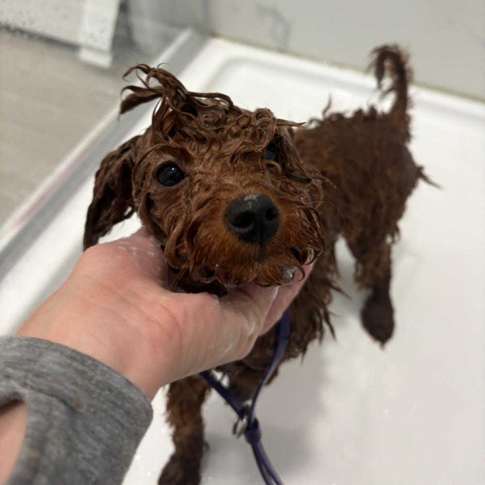 Bath *Only* at DOGSS.R.US in Lawrence, MA