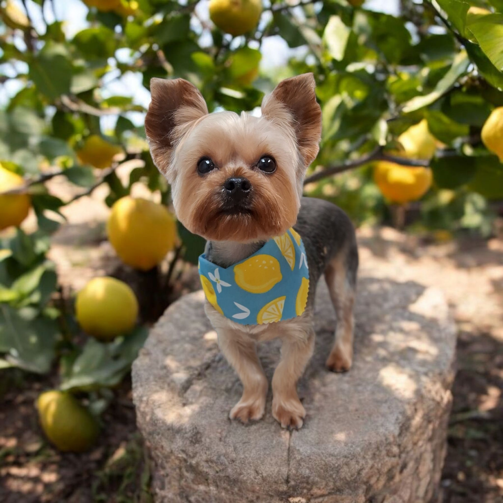 Yorkshire Terrier