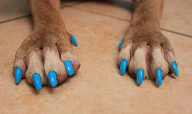 Nail Trimming With Option Of Polish